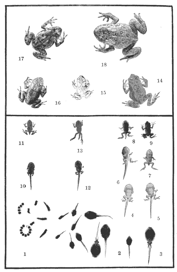 Fig. 115. Toad development in a single season (1903).