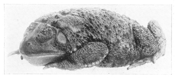 Fig. 121. Toad in the winter sleep. (Natural size).