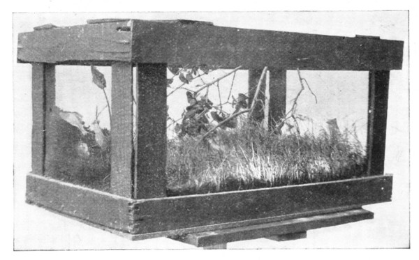 Fig. 125. Life in the terrarium.
