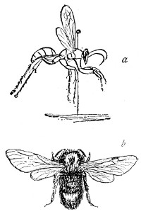 Fig. 140. a, Wasp. b, Bee. Note these have four wings.