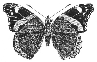 Fig. 141. The Red Admiral butterfly. Note the knobbed antenn.