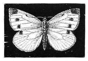 Fig. 142. The Cabbage butterfly.