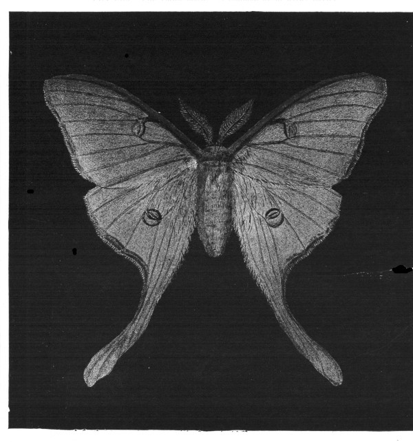 Fig. 146.  The Luna moth. A common night-flying species.