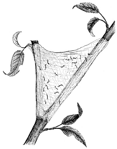 Fig. 148. A young colony of tent-makers on a cherry tree.
