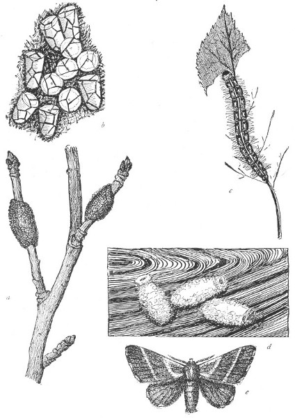 Fig. 149. The Curious History of a Tent Caterpillar.
a, The masses of eggs on the twigs of an apple tree. b, The eggs enlarged.  c, A full
grown caterpillar. d, Cocoons. e, The moth, or adult insect.