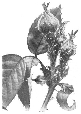 Fig. 157. Rose infested with aphids or plant-lice.