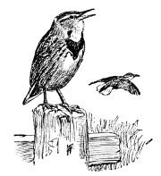 Fig. 179. Meadow larks.