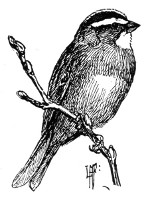 Fig. 181. White-throated sparrow.