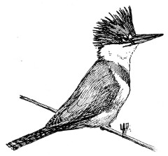 Fig. 182. Kingfisher.