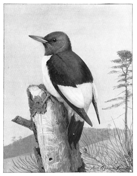 Fig. 185. The Red-headed Woodpecker.