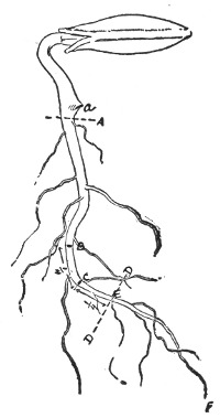 Fig. 201. The root grows in the end parts.