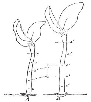 Fig. 202. The marking of the stem, and the spreading apart of the marks.