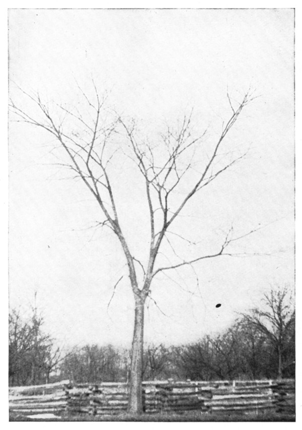 Fig. 205. Slippery Elm. The expression is stiff and hard.