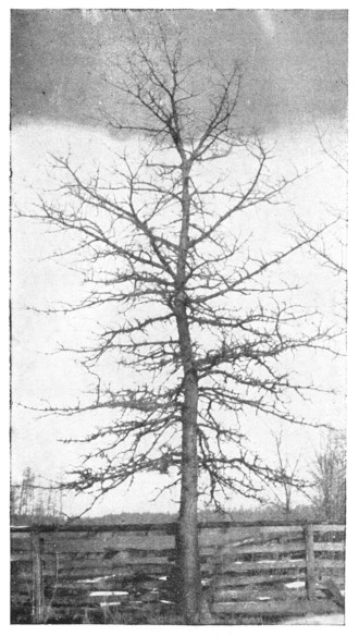 Fig. 206. Swamp White Oak.