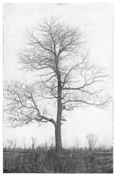 Fig. 208. Sassafras. Type of a bushy-topped tree.