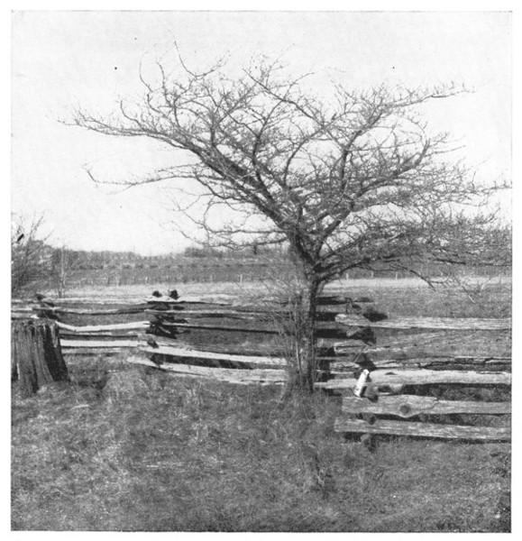 Fig. 209. Thorn-apple. One of the most picturesque objects in the winter landscape.
