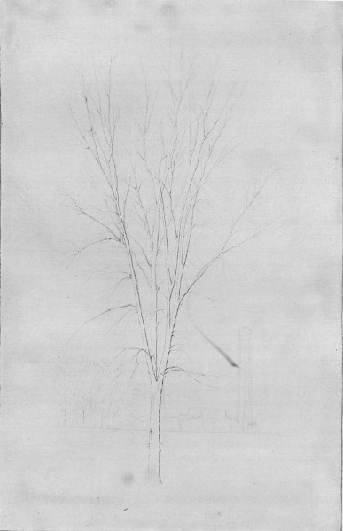 Fig. 215. The outline drawing complete, and the first pencil marks erased.