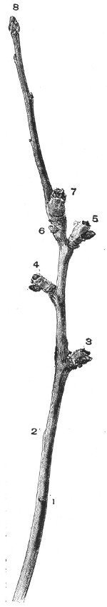 Fig. 217. A three-year-old shoot and the fruit-spurs. Half size.