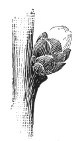Fig. 220. Opening of an apricot bud.