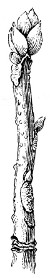 Fig. 225. Shoot of a hickory.