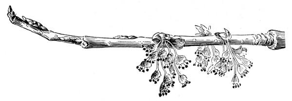 Fig. 228. Blossoms of the elm.