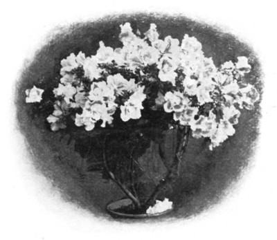 Fig. 230. Bloom of azalea.