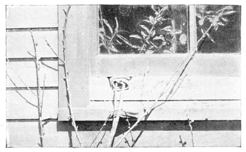 Fig. 231. Branch of a tree bearing leaves inside a window, when the tree itself is dormant.