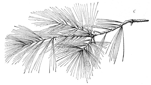 Fig. 232.  Shoot of the common white pine, one-third natural size.