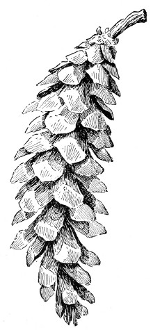 Fig. 233. Cone of white pine. It has shed its seeds. Half natural size.