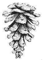 Fig. 235. Cone of pitch pine. One-half natural size.