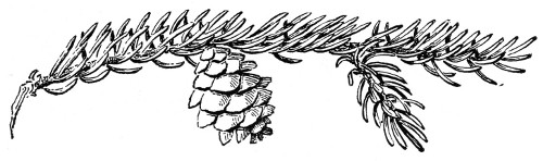 Fig. 242.—Black spruce. Half natural size.