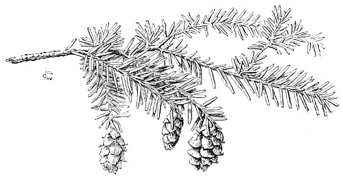 Fig. 243.  Spray of the hemlock.  Two-thirds natural size.