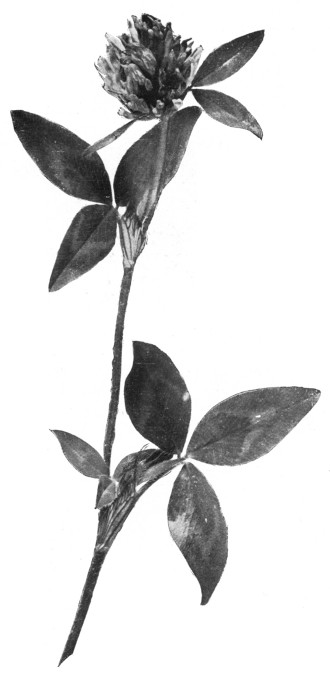 Fig. 245. The common red clover.