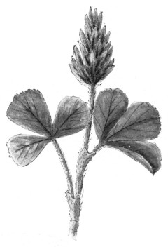 Fig. 246. Crimson clover.