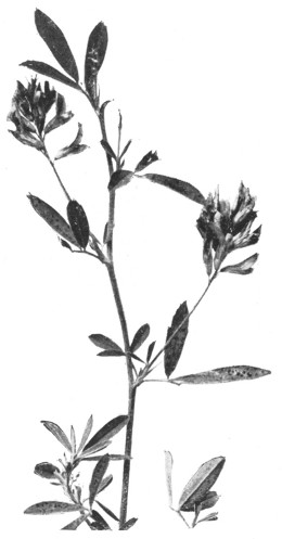 Fig. 248. Alfalfa, foliage and flowers.