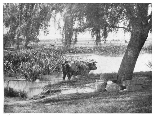 Fig. 255.  Two plant societies,—the close-bitten sward and the rushy pond.