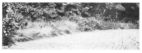 Fig. 256.  The edge of the road.  Trees and bushes crowd the drive-way, and a ribbon of grass and weeds has pushed itself to the very margin.