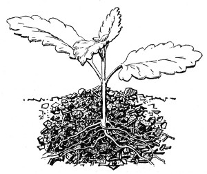 Fig. 261. Verbena cutting ready for transplanting. Two-thirds natural size.