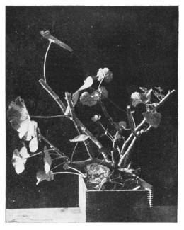 Fig. 262. Old geranium plant cut back to make it throw out shoots from which cuttings can be made.