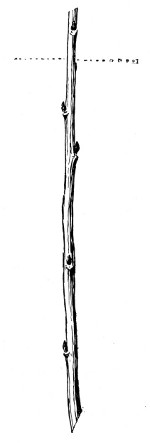 Fig. 264. Currant cutting. One-third natural size.