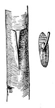 Fig. 268. Shield-budding. One-half natural size.