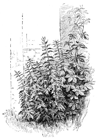 Fig. 271. A clump of weeds in the corner by the house,—motherwort and Virginia creeper. How pretty they are!