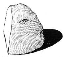 Fig. 273. Piece of tuber for planting, bearing a single eye.