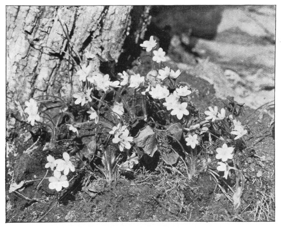 Fig. 275. Hepatica, harbinger of spring.