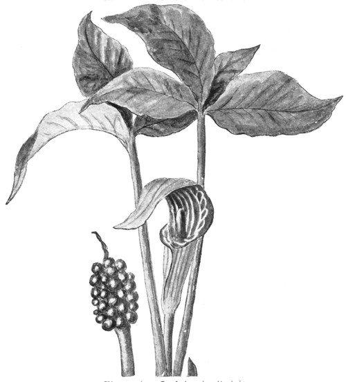 Fig. 276. Jack-in-the-Pulpit.