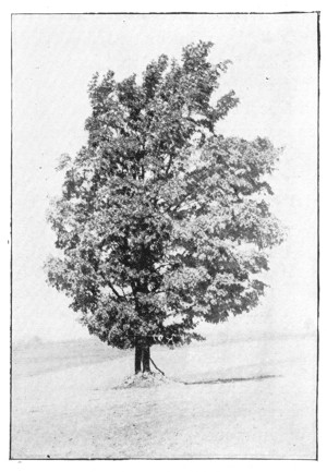 Fig. 285. A sugar maple grown in an open field.