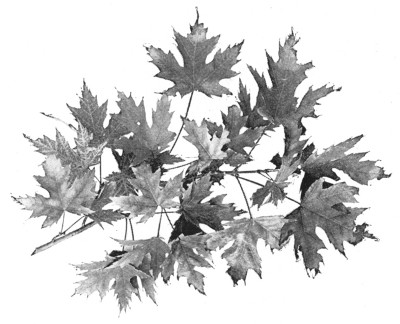 Fig. 286.  Silver maple.