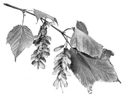 Fig. 289. Leaves and fruits of striped maple.