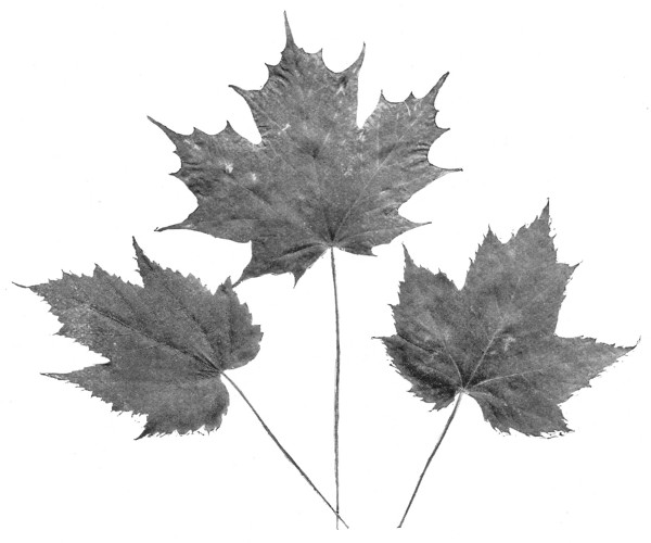 Fig. 290. Leaves of mountain maple, sugar maple, red maple.
