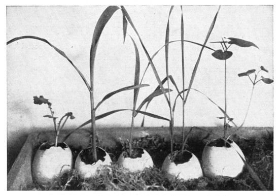 Fig. 297. An egg-shell farm.  The plants, from left to right, are: cabbage, field corn, pop-corn, wheat, buckwheat.